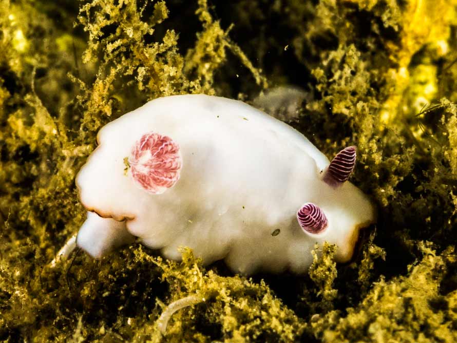 Goniobranchus verrieri